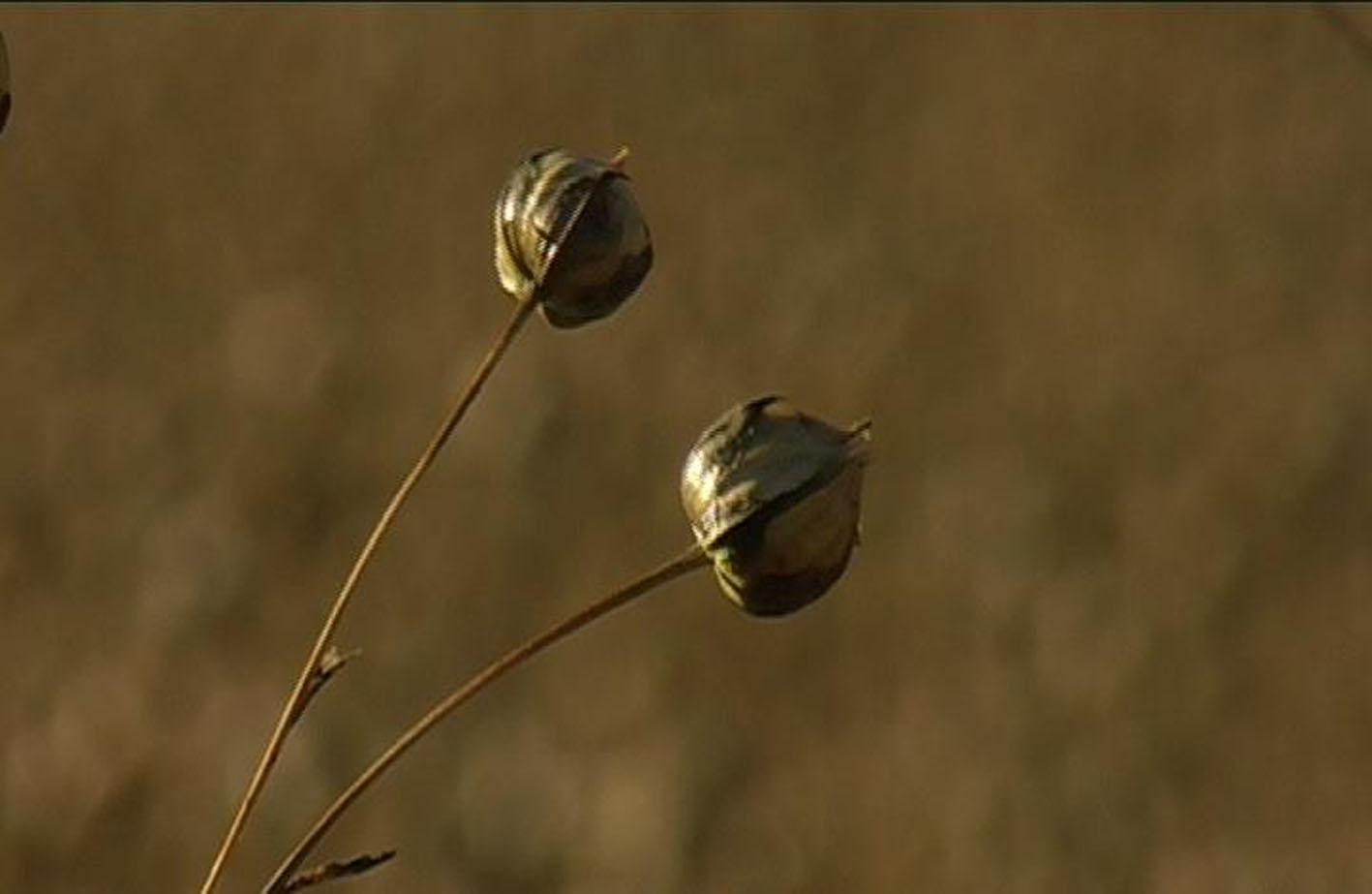 From flax